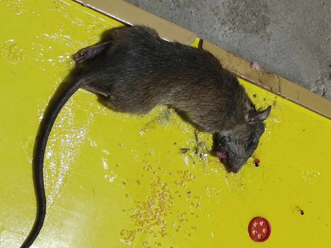 神奇粘鼠板 高效滅鼠的靜默守護者